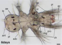 Image result for Polychaeta spp.