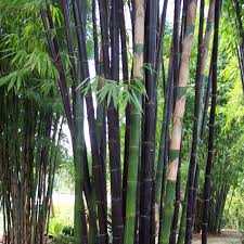 Some species are adaptable for growing in the ground and in containers. Black Bamboo
