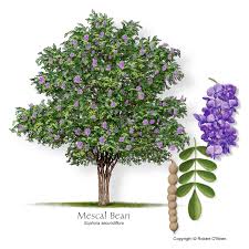 Image result for Tiliacora funifera