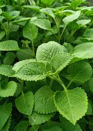 Image result for Coleus amboinicus