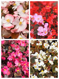 Image result for begonia semperflorens