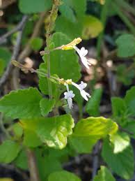 Image result for Aeollanthus rehmannii