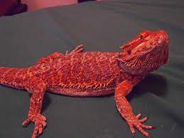 Bearded dragons have spiny skin under their throats that when puffed up, looks like a beard. 20 Bearded Dragon Morphs And Color Types Common To Rarest Breed