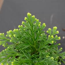 Image result for Selaginella kraussiana