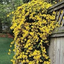 Carolina Jessamine Evergreen Fast Growing Vine Not Reliably Deer Resistant Here Blooms February March Flowers S Evergreen Vines Live Plants Jasmine Plant