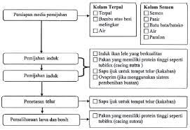 Proses produksi ikan hias a) proses pembenihan ikan cupang menurut e ff endi (2004), kegiatan pembenihan meliputi persiapan sarana dan prasarana, pemeliharaan induk, pemijahan induk, penetasan telur, pemeliharaan larva dan benih. Sistem Produksi Pembenihan Ikan Hias