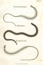 Maybe you would like to learn more about one of these? Schlange Blindschleiche Die Sceletirte Blindschleiche Die Blindschleiche Das Scelet Von Unten Drei Darstellungen Auf Einem Blatt Kunst Nbsp Nbsp Grafik Nbsp Nbsp Poster Franziska Bierl Antiquariat
