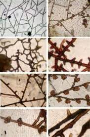 Image result for Helixanthera garciana