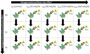 We sell and support lifestyles. Frontiers Changes In Dna Methylation In Arabidopsis Thaliana Plants Exposed Over Multiple Generations To Gamma Radiation Plant Science