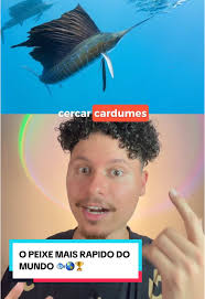 O Peixe Agulhão Vela: O Mais Rápido do Oceano