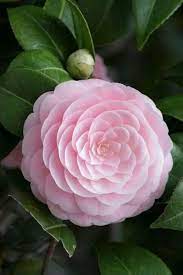 Pin By Alan Senior On Flowers Beautiful Flowers Beautiful Pink Flowers Camellia Flower