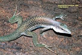 Image result for Aspidoglossum nyasae