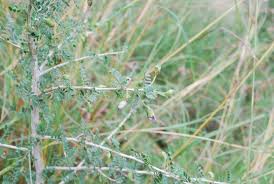 Image result for Ormocarpum trichocarpum