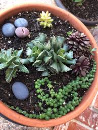 Usually there are telltale signs that would tell you clearly whether a succulent is being overwatered or underwatered. One Of My Pots The Lithops Is Beginning To Split And The String Of Pearls Almost Died From A Friend Overwatering It Last Summer While I Was On Vacation Succulents