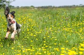Animal hospitals offer general and emergency pet care services. Staff Clarksville Veterinarian Animal House Veterinary Clinic