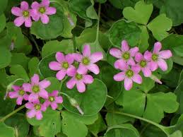 Image result for Oxalis debilis