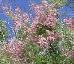Image result for Tamarix usneoides