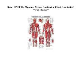 Read_epub The Muscular System Anatomical Chart Laminated