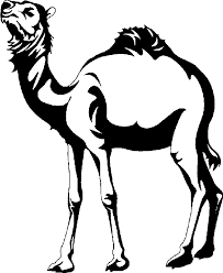 .black and white free camel face clip art camel head clip art camel caravan clip art camel lot clip art camel caravan clip art camel clip art camel clip abstract art colorful geometric svg abstract ai animal background black blue cartoon clip art clipart color comic decoration design drawing eps flag. Camel Clipart Black And White Free Images 4 Wikiclipart