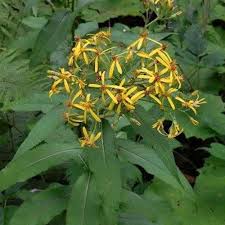 Image result for Senecio viminalis