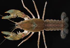 Image result for Cadaba kirkii