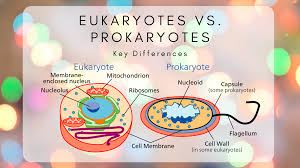 Check spelling or type a new query. The Difference Between Eukaryotic And Prokaryotic Cells Science Trends
