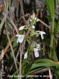 Image result for Disa saxicola