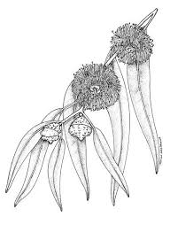 Black And White Plants Drawing Drawing Flowers Mandala In Ink In 2020 Botanical Illustration Black And White Flower Drawing Black And White Artist