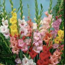 Love Gladiolas Gladiolus Flower South African Flowers Gladiolus
