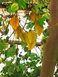 Image result for Averrhoa carambola