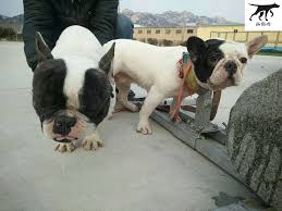 3 nên mua chó pitbull con hay pitbull trưởng thành. Quy Trinh Ká»¹ Thuáº­t Phá»'i Giá»'ng Cho Bull Phap