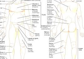 They are named based off of the special function that the organs within that region perform or based on the blood or nerve supply to that region. List Of Human Anatomical Regions Human Body Regions