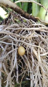 Image result for Mohria marginalis