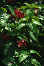 Image result for Odontonema