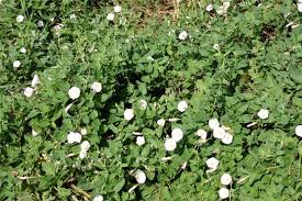 Image result for Convolvulus farinosus