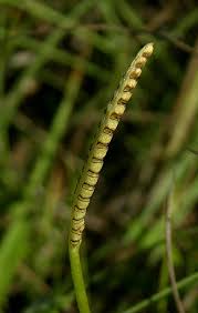 Image result for Ophioglossum gomezianum