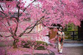 Siapa sangka, kebun raya cibodas di bogor, indonesia boleh anda temui bunga sakura yang mekar berkembang seperti di jepun. Tak Perlu Terbang Sampai Ke Jepun Boleh Saja Nikmati Indahnya Bunga Sakura Di Kedah