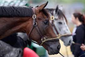 How Old Are The Kentucky Derby Horses They Re Basically Toddlers