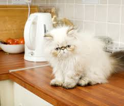 How do you keep her from cruising the counter or off table tops? Cats On Kitchen Counters Are The Germs Dangerous For Us