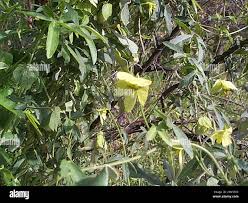 Image result for Dalechampia capensis