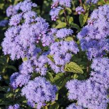 Image result for Corycium