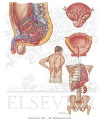 The cancer first spreads to the rectum, which is the part of your bowel closest to the prostate gland. Diseases Of Prostate Spread Of Prostate Cancer