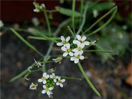 Image result for Arabidopsis thaliana