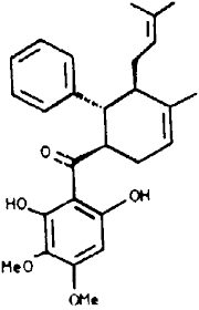 Image result for Synadenium pereskiifolium