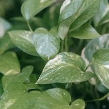Image result for Epipremnum en casa
