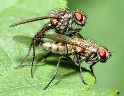 Terrestrial ecology (also known as soil ecology), the study of the interactions among soil organisms, and between biotic and abiotic aspects of the soil environment. Terrestrial Animal Wikipedia