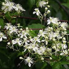 We did not find results for: Clematis Virginiana Seeds Clematis Seeds For Sale