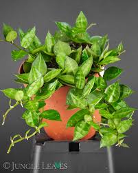 Image result for Begonia lacunosa