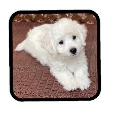 The breed is a cute sight to behold. Local Shihpoo Breeders In Dallas Abcpuppy Com Maltipoo Puppies For Sale Shih Poo Puppies Maltipoo Puppy