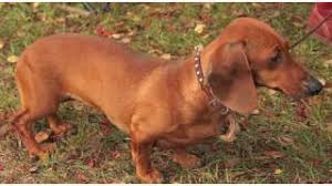 Clearly, this is a huge inequality inbalance between the amount of dogs adopted in shelter versus the amount of dogs bought in pet stores. Pros Cons Of A Dachshund Dog Breeds Youtube